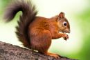 Porast rdečih veveric na otoku Brownsea