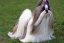 Pasme psov: Shih Tzu