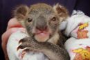 Koala Teddy potrebuje novo mamo