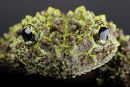 Theloderma corticale