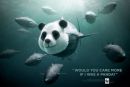 New World Wildlife skuša preprečiti izumrtje tune
