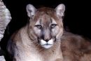 Vzhodna puma uradno razglašena za izumrlo