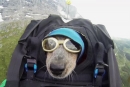 Adrenalinski BASE skoki tudi za pse?